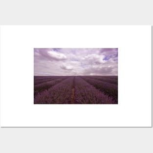 Lavender Field Posters and Art